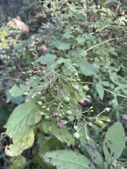 Scrophularia marilandica