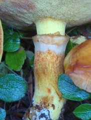 Suillus clintonianus