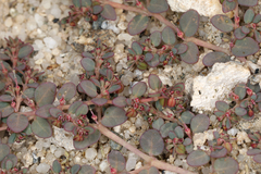 Euphorbia micromera