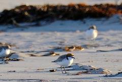 Charadrius ruficapillus