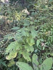 Scrophularia marilandica