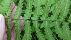 Thelypteris palustris pubescens