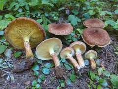 Suillus ampliporus