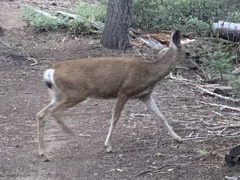 Odocoileus hemionus californicus