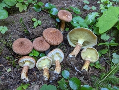 Suillus ampliporus