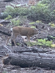 Odocoileus hemionus californicus