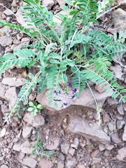 Astragalus mollissimus