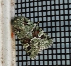 Lacinipolia laudabilis