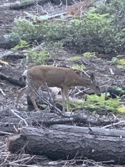Odocoileus hemionus californicus