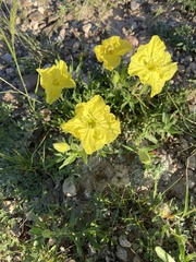 Oenothera berlandieri