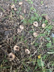Panaeolus cinctulus