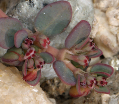 Euphorbia micromera