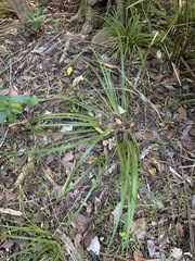 Libertia