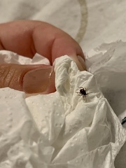 Gibbium aequinoctiale