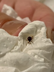 Gibbium aequinoctiale