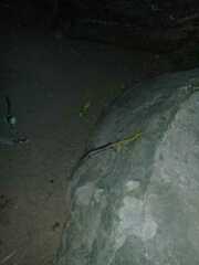 Diploglossus lessonae