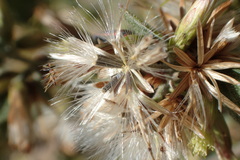 Brickellia californica