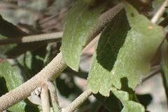 Brickellia californica