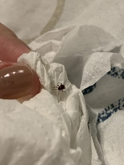 Gibbium aequinoctiale