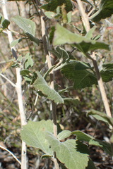 Brickellia californica