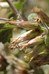 Brickellia californica