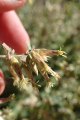 Brickellia californica