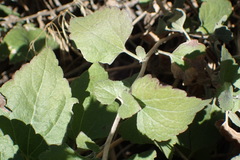 Brickellia californica