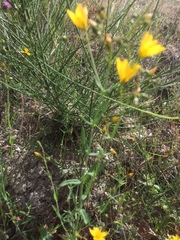 Hypericum linariifolium