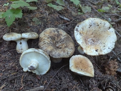 Russula brevipes acrior