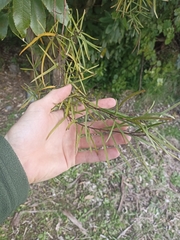 Parsonsia