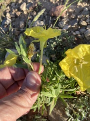 Oenothera berlandieri