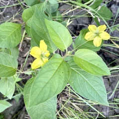 Lysimachia ciliata