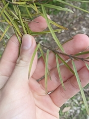 Parsonsia