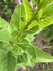 Senecioneae
