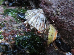 Patellidae