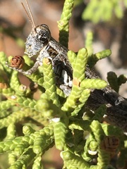 Melanoplus complanatipes