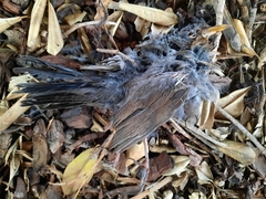 Turdus merula