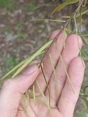 Parsonsia
