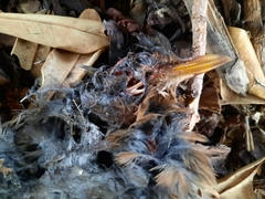 Turdus merula