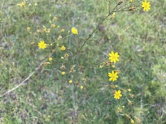 Croptilon divaricatum