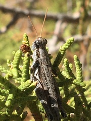 Melanoplus complanatipes