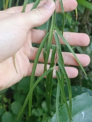 Parsonsia