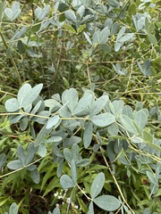 Baptisia