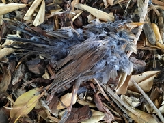 Turdus merula