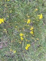 Croptilon divaricatum