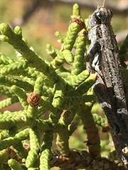 Melanoplus complanatipes