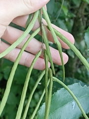 Parsonsia