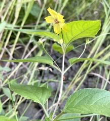 Lysimachia ciliata