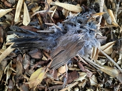 Turdus merula