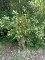 Parsonsia